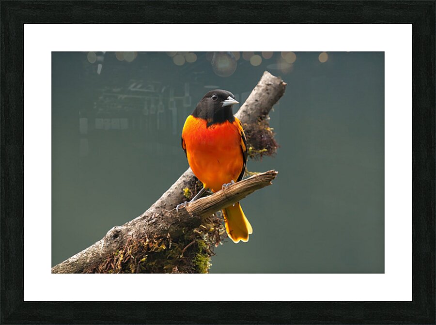 Fire in the Canopy Picture Frame print
