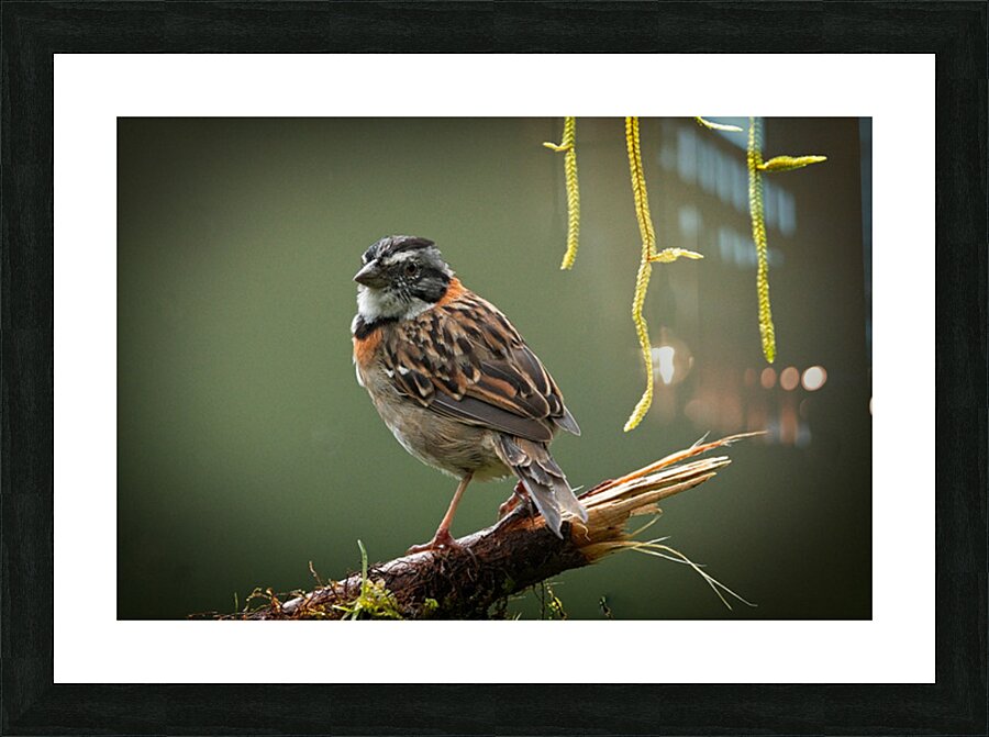 Perched in the Green Mist Picture Frame print