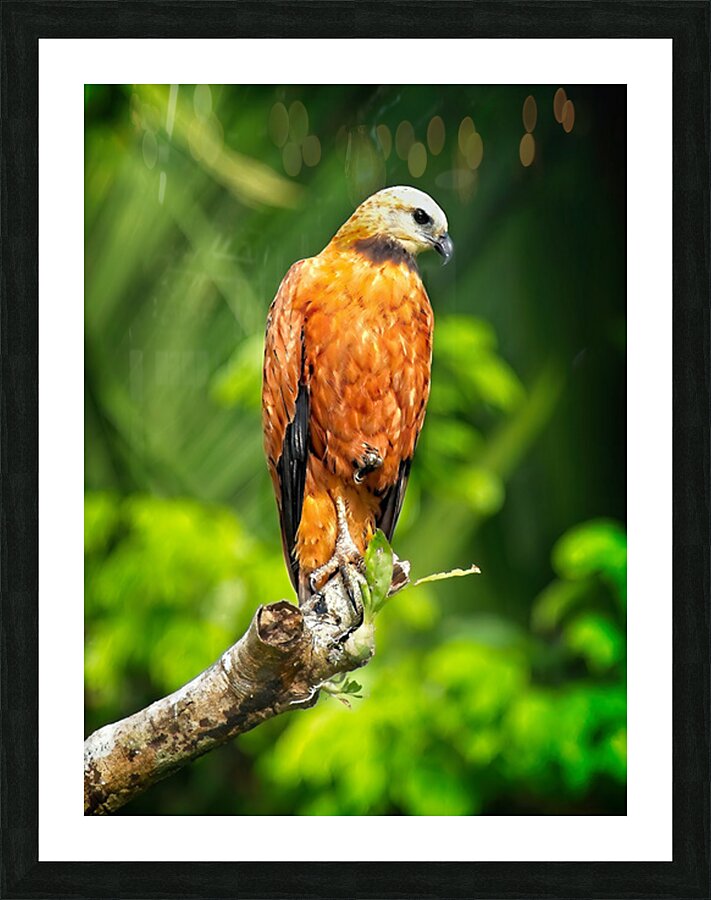 Golden Forest Guardian Picture Frame print