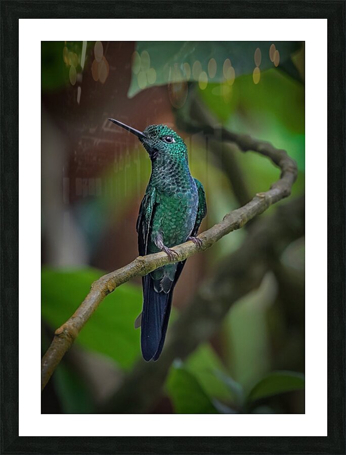 Emerald Perch Picture Frame print