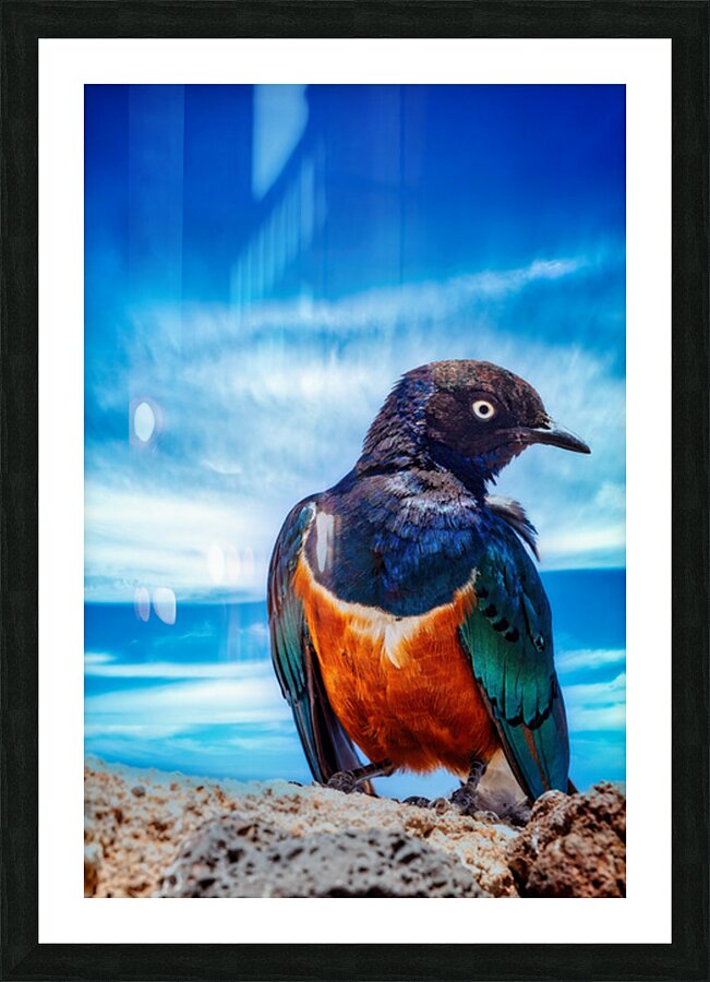 Skyfire Starling Picture Frame print