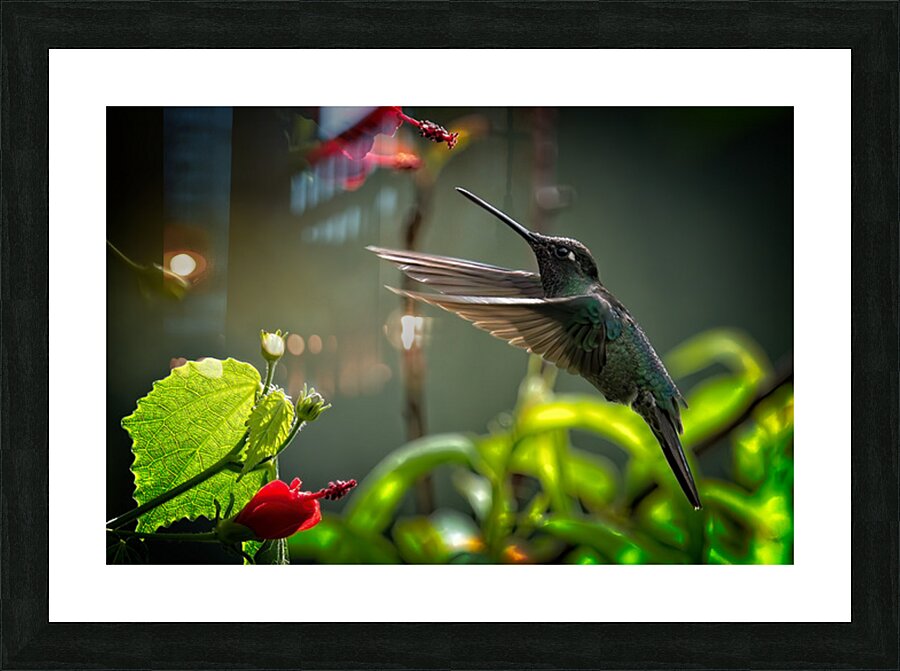 The Nectar Dancer Picture Frame print