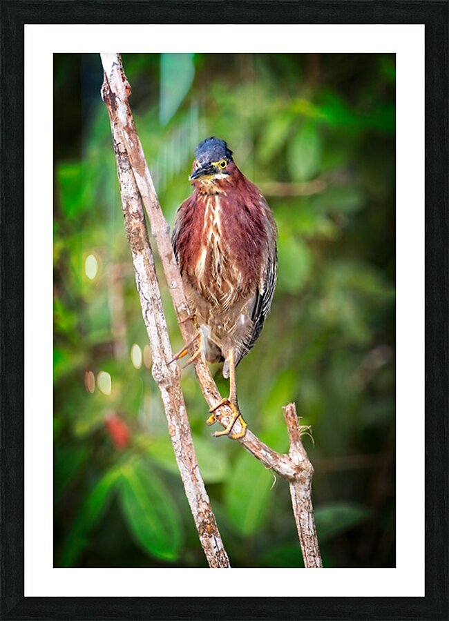 Little Forest Acrobat Picture Frame print