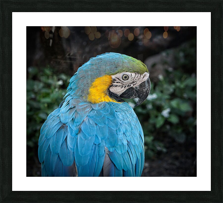 Feathered Jewel Picture Frame print