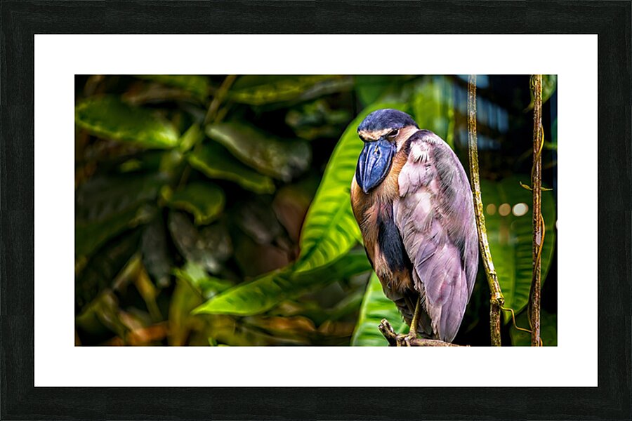 The Rainforest Dreamer Picture Frame print