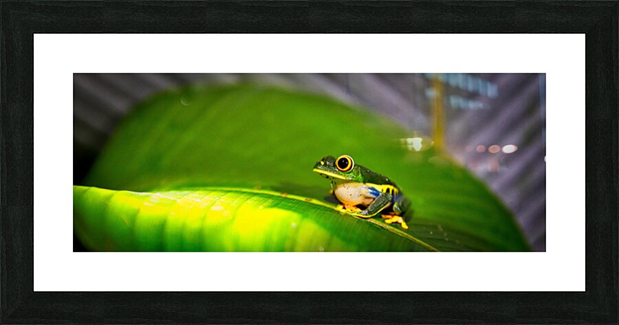 Frog on Leaf Picture Frame print