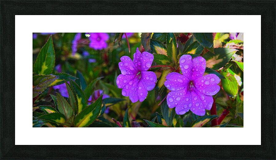 Dew-Kissed Magenta Blossoms Picture Frame print