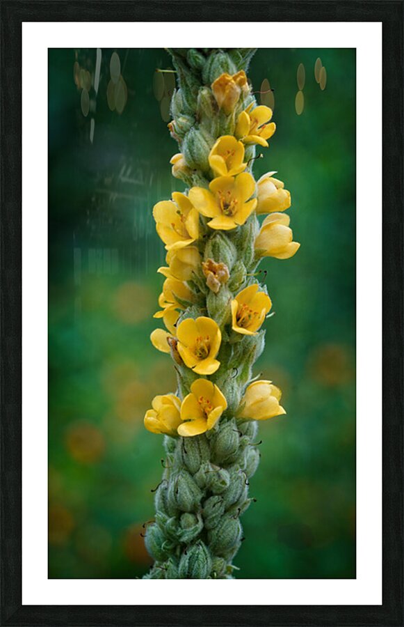 Vertical Symphony of Yellow Blooms Picture Frame print