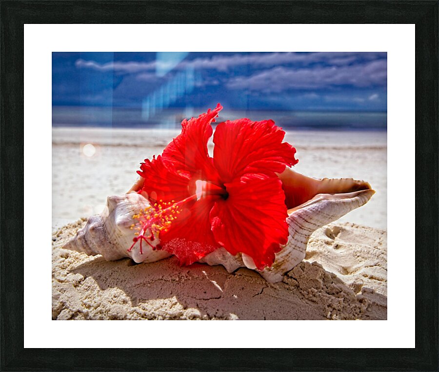 Hibiscus and Seashell Still Life Picture Frame print