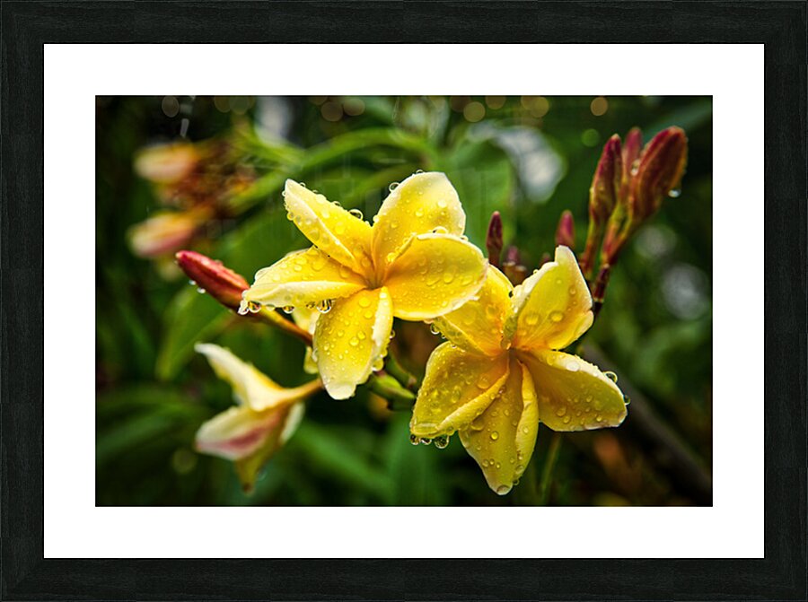 Yellow Plumeria After Rain Picture Frame print