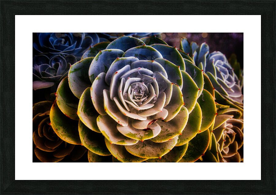 Radiant Succulent Spiral Picture Frame print