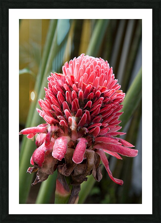 Torch Ginger Bloom Picture Frame print