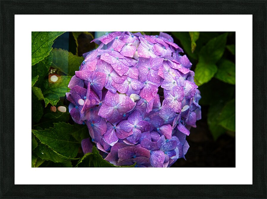 Hydrangea Jewel Picture Frame print