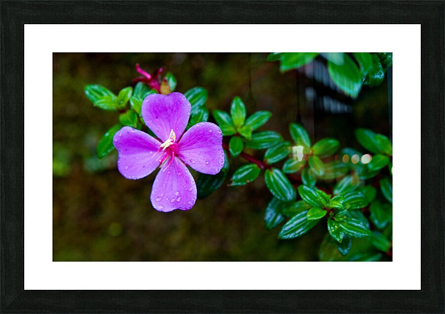 Purple Blossom After Rain Picture Frame print