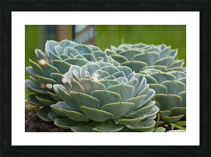 Succulent Rosettes Picture Frame print