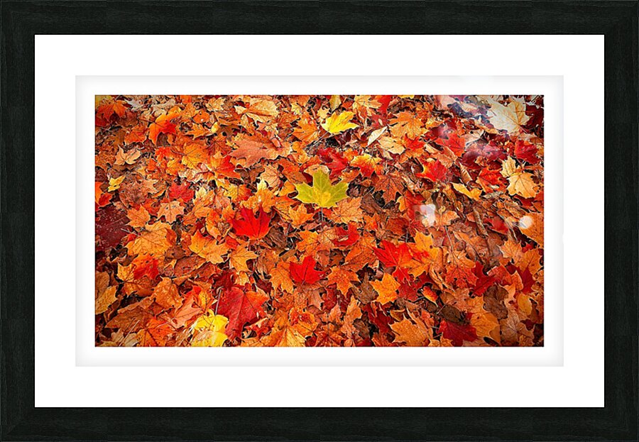 Autumn’s Golden Standout Picture Frame print