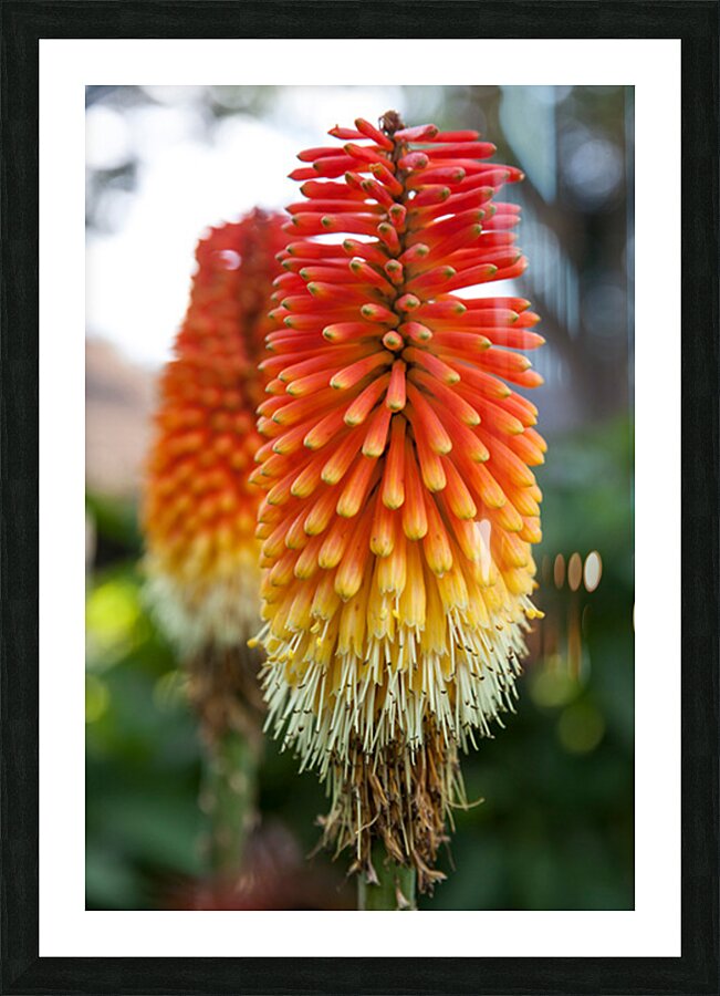 Fire Dance Bloom Picture Frame print