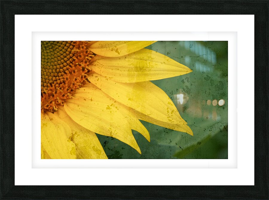 Sunflower Glow Picture Frame print