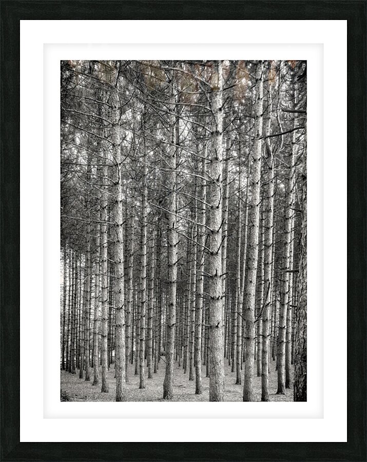 Forest Patterns Picture Frame print