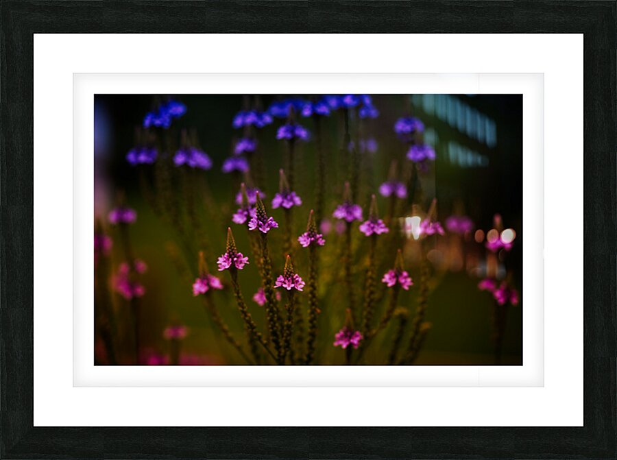 Garden Glow Picture Frame print