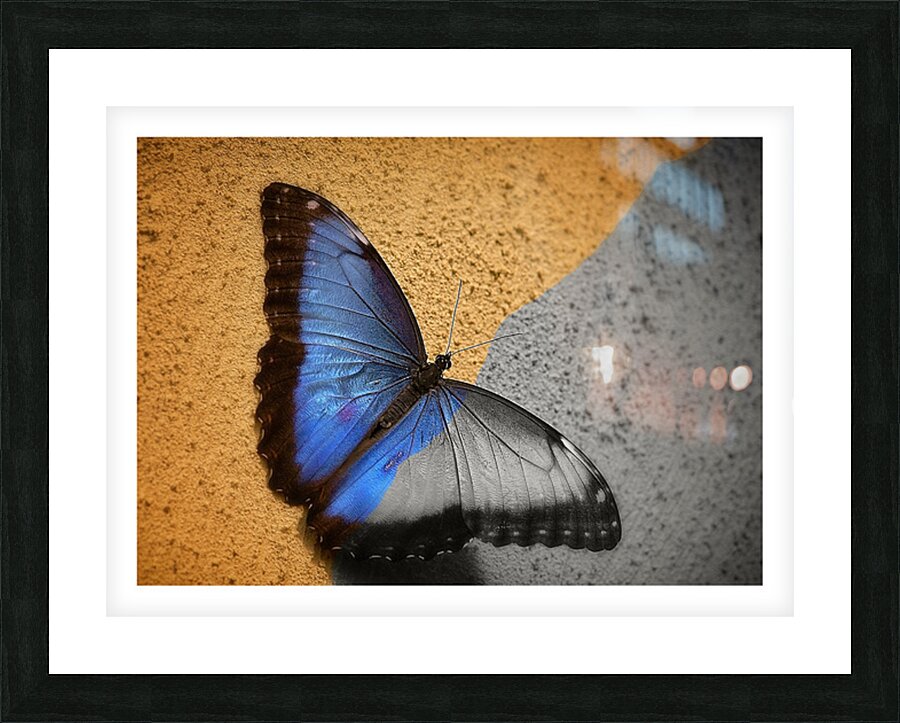 Blue Wing Beauty Picture Frame print