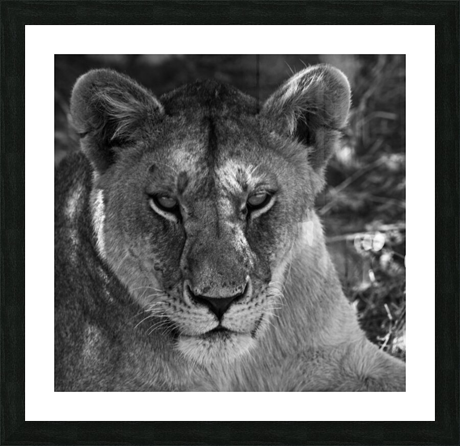 The Lioness Stare Picture Frame print