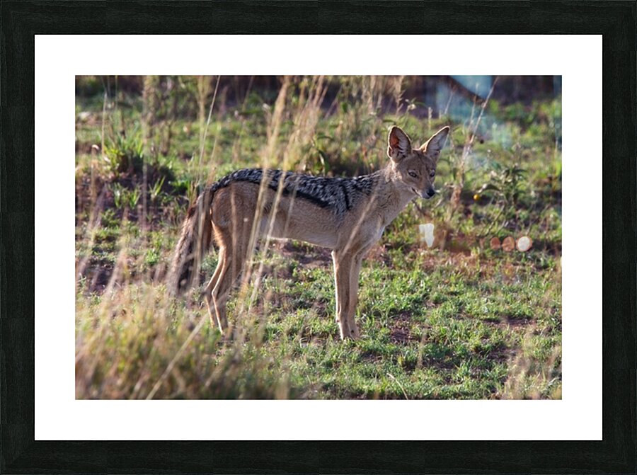Jackal in the Grass Picture Frame print