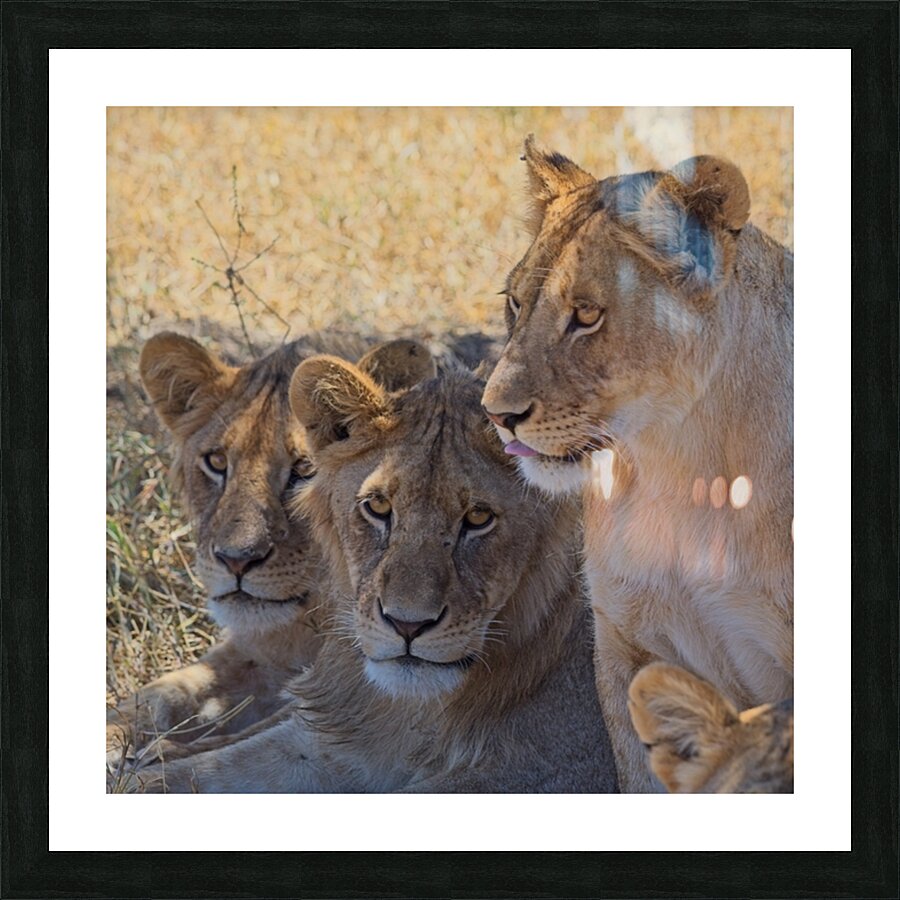 Lion Sisters Picture Frame print