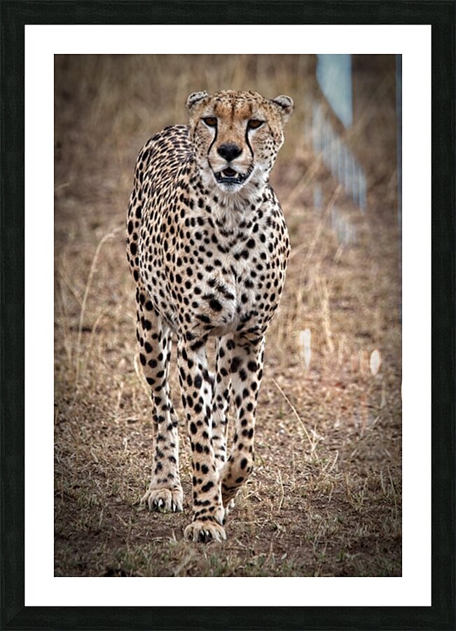 Cheetah Walk Picture Frame print