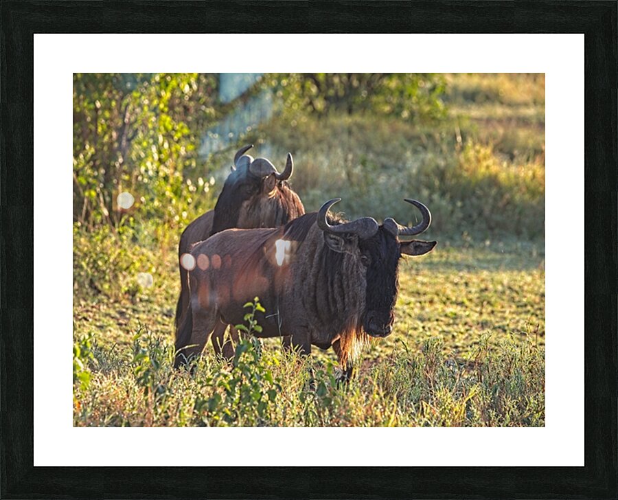 Wildebeest Pair Picture Frame print