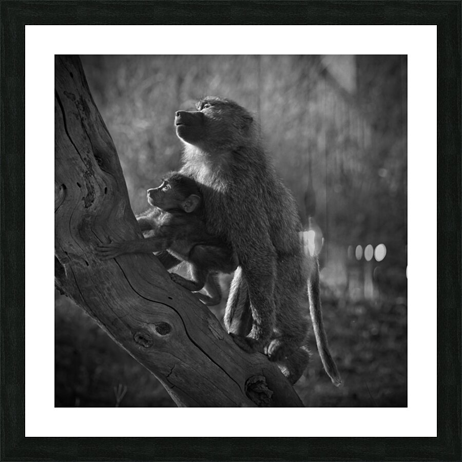 Baboons in Morning Light Picture Frame print