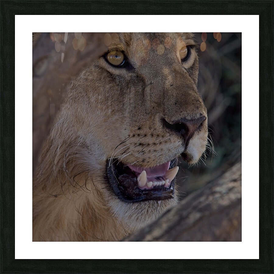 Close Look Picture Frame print