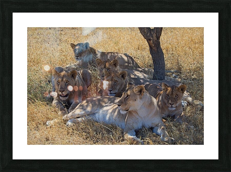 Pride at Rest Picture Frame print