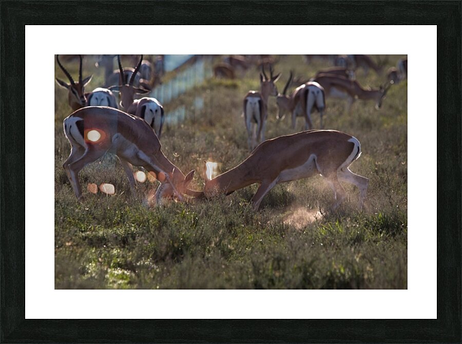 Impala Clash Picture Frame print
