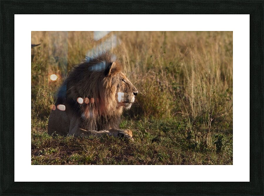 Lion in Evening Light Picture Frame print