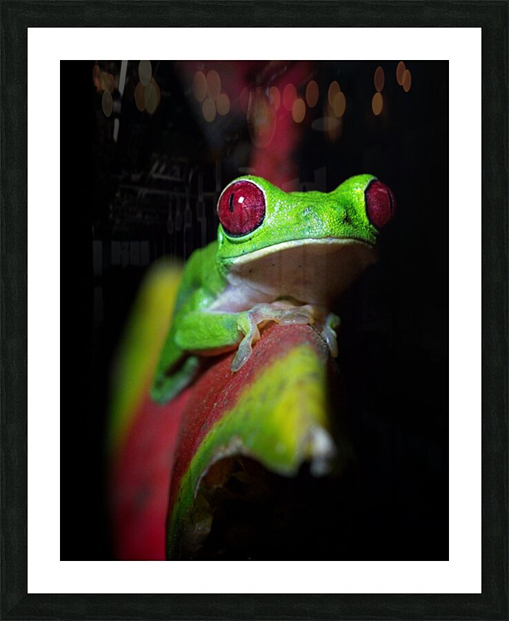 Red-Eyed Tree Frog Picture Frame print
