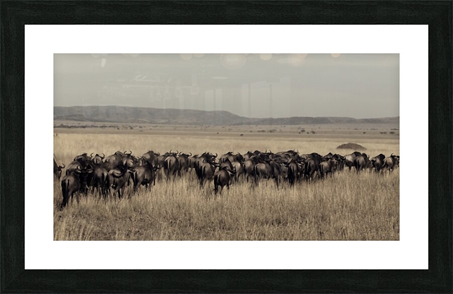 Wildebeest Migration Line Picture Frame print