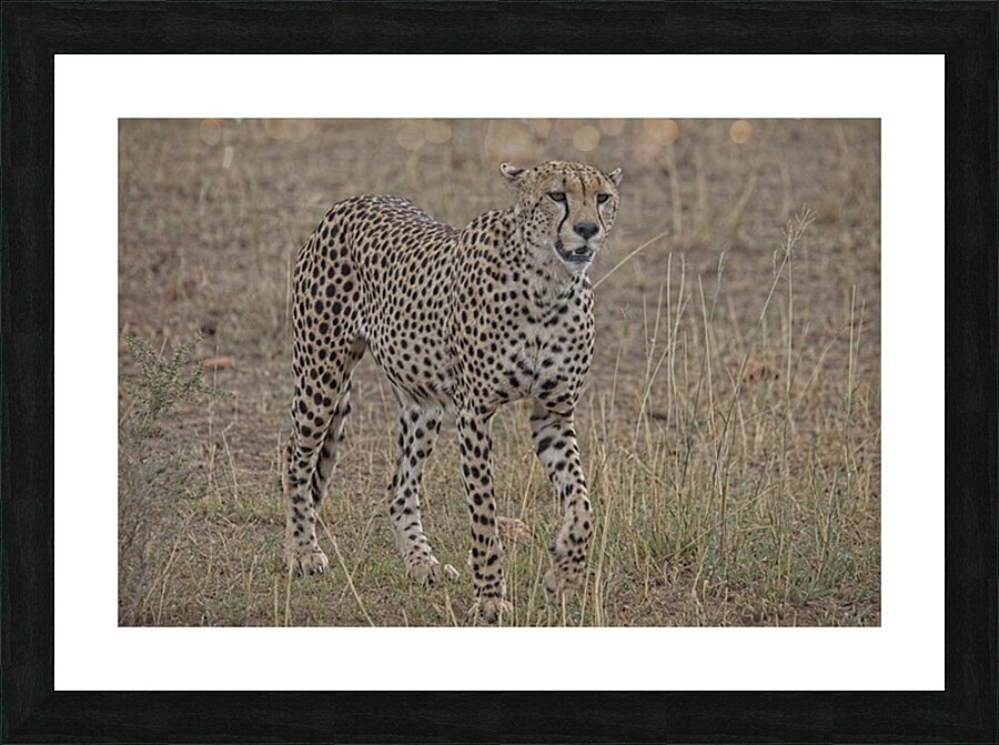Cheetah on Patrol Picture Frame print