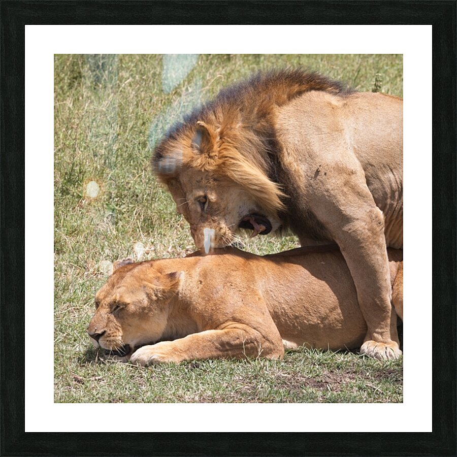 The Lions Claim Picture Frame print