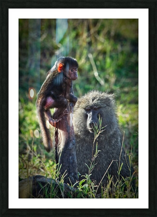 Little Leader Picture Frame print