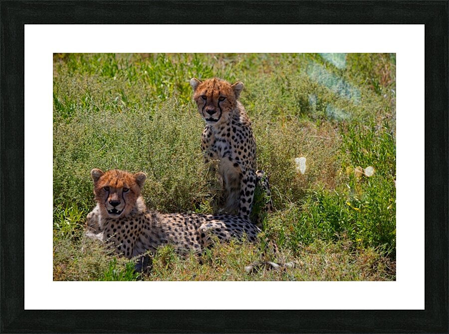 Cheetah Siblings at Rest Picture Frame print