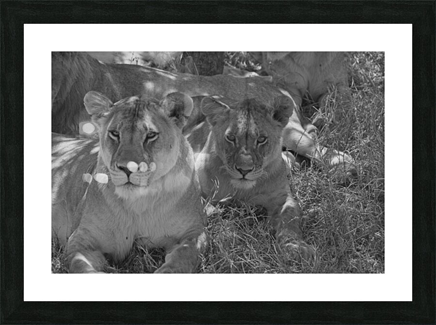 Sisters of the Savannah Picture Frame print