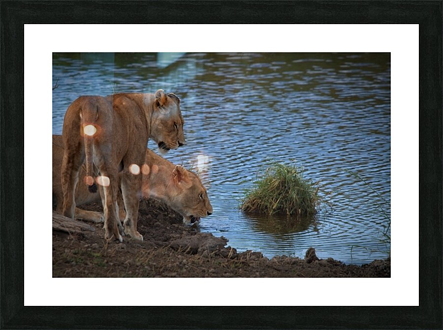 Waterfront Curiosity Picture Frame print