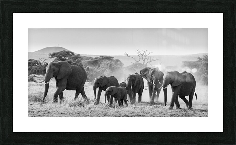 March of the Matriarchs Picture Frame print