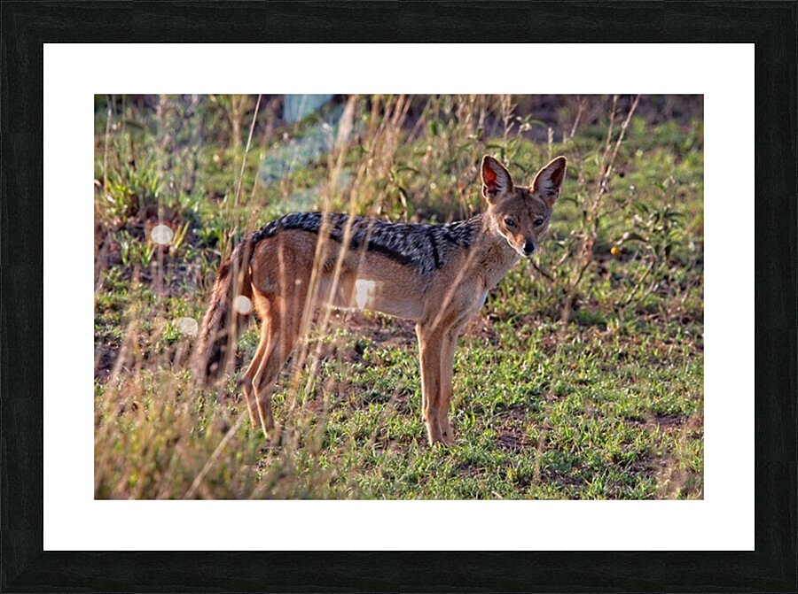 Silent Watcher of the Plains Picture Frame print