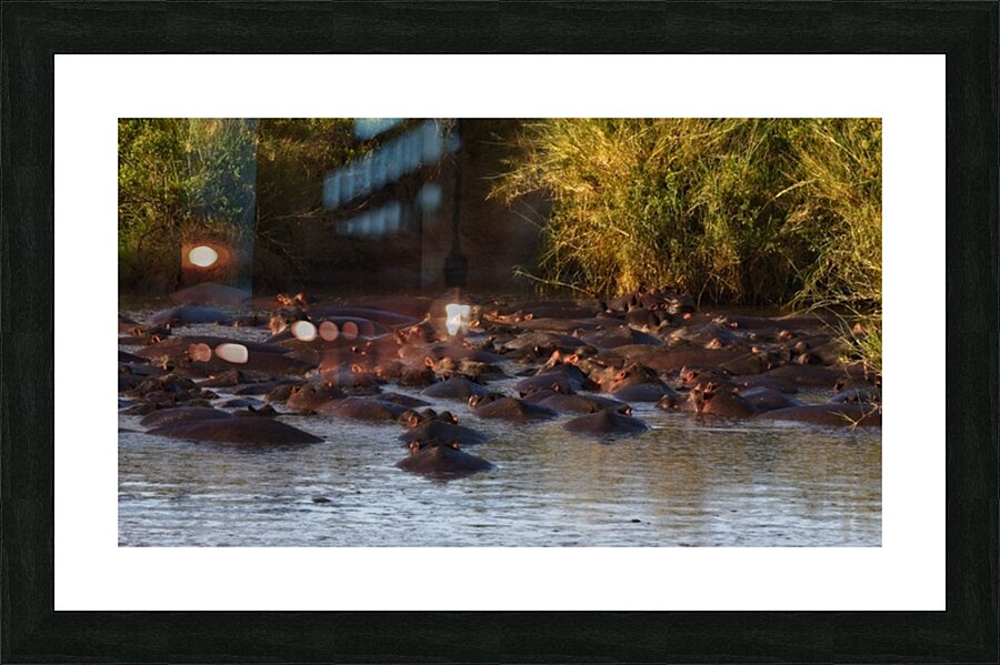 The Hippo Crowd Picture Frame print