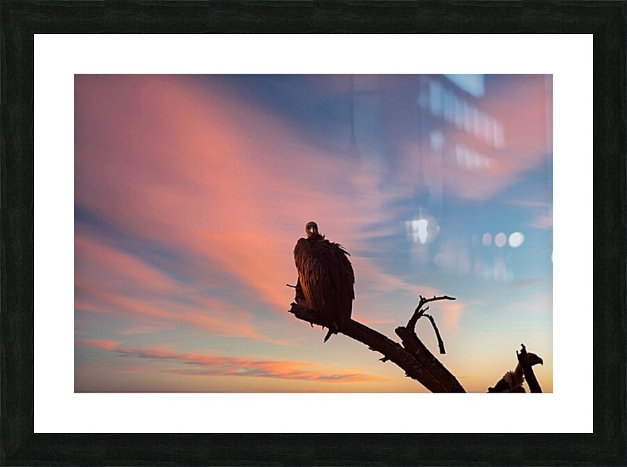 Sky Watcher Picture Frame print