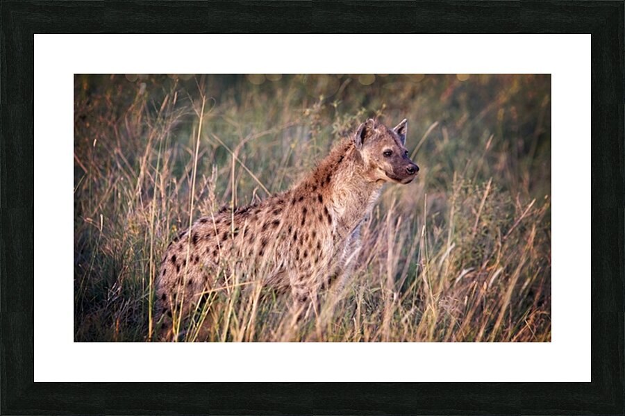 Evening Scout Picture Frame print