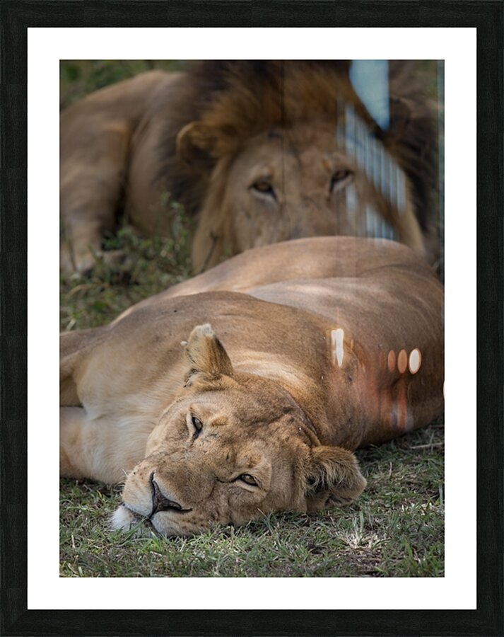 Royal Rest Picture Frame print