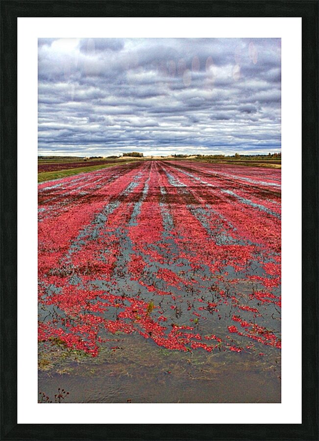 Crimson Harvest Picture Frame print